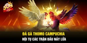 Đá Gà Thomo Campuchia - Hội Tụ Các Trận Đấu Nảy Lửa