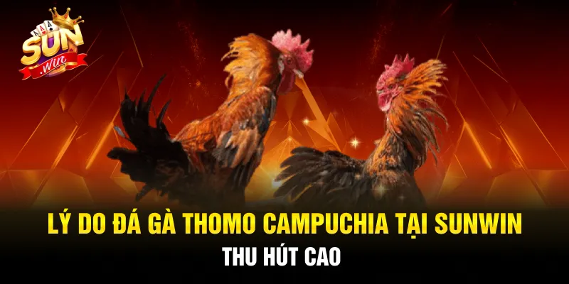 3 ưu điểm nổi bật của đá gà Thomo Campuchia tại SUNWIN