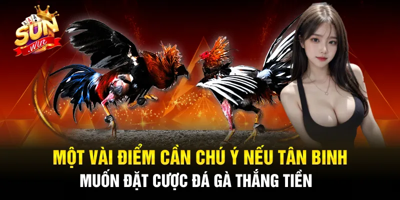 Một vài điểm cần chú ý nếu tân binh muốn đặt cược đá gà thắng tiền 