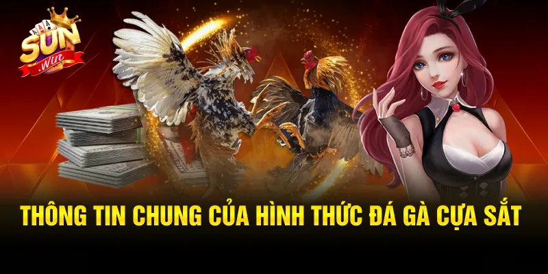 gà đá thi đấu cựa sắt