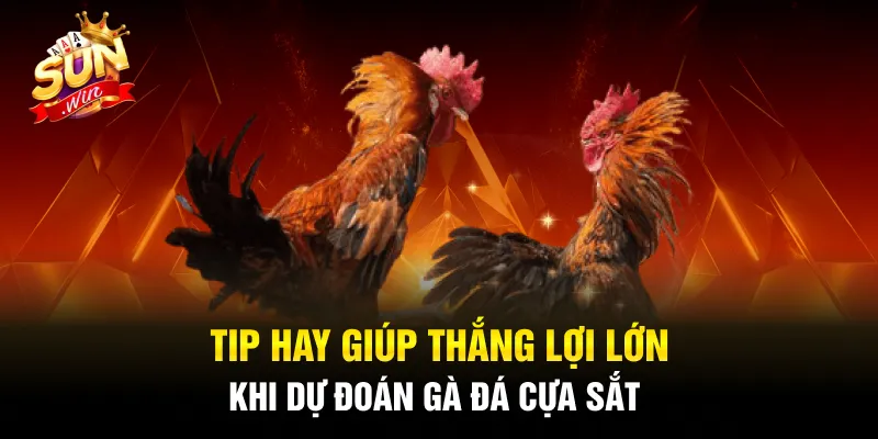 Kinh nghiệm dự đoán đá gà cựa sắt